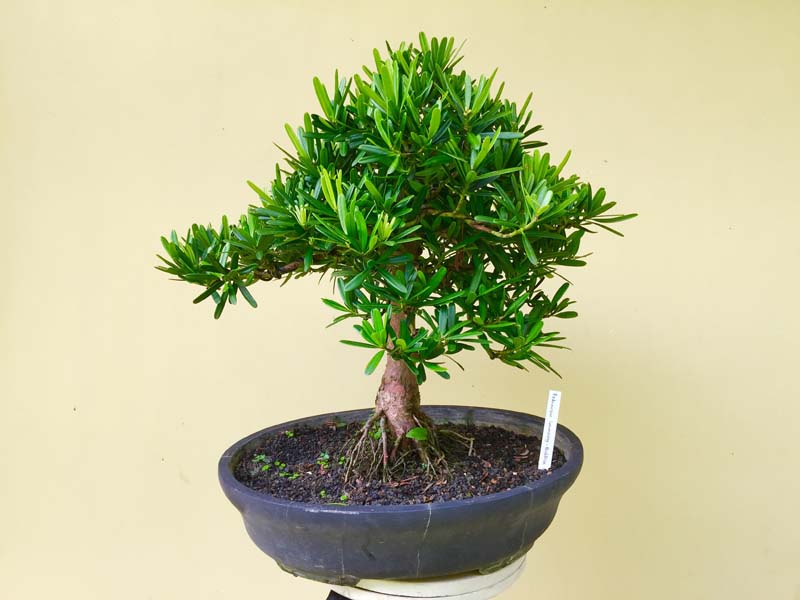 Podocarpus macrophyllus Buddist pine side dwelling Img_0025