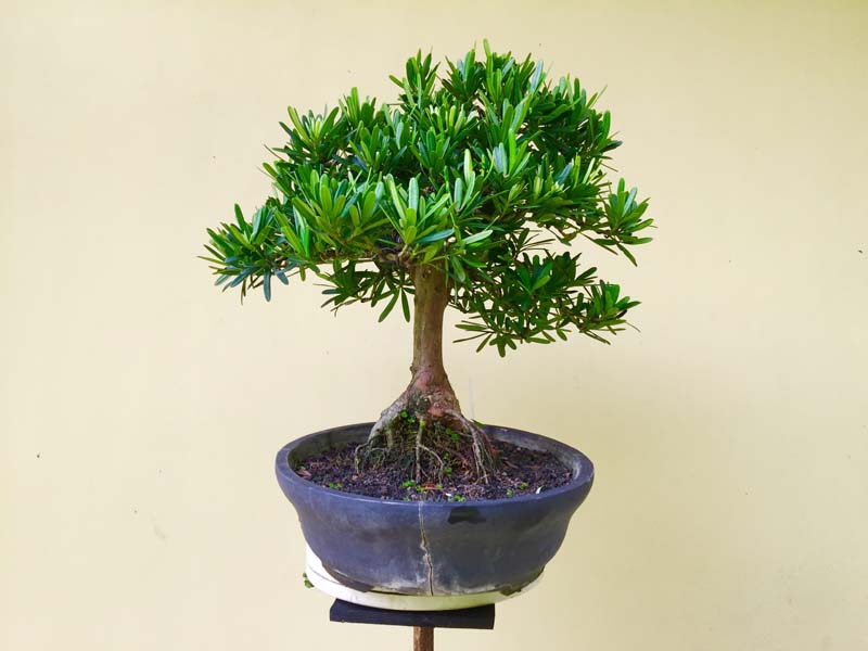 Podocarpus macrophyllus Buddist pine side dwelling Img_0026