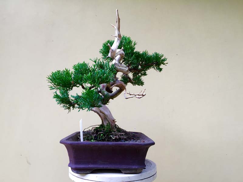Juniperus Chinensis Shari in progress Img_0041