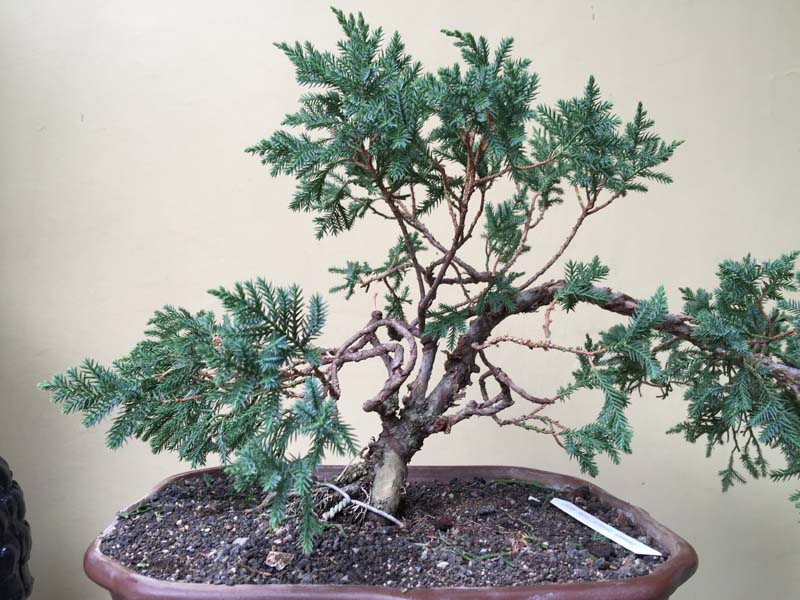 Juniperus Chinensis split Shari in progress Img_0052