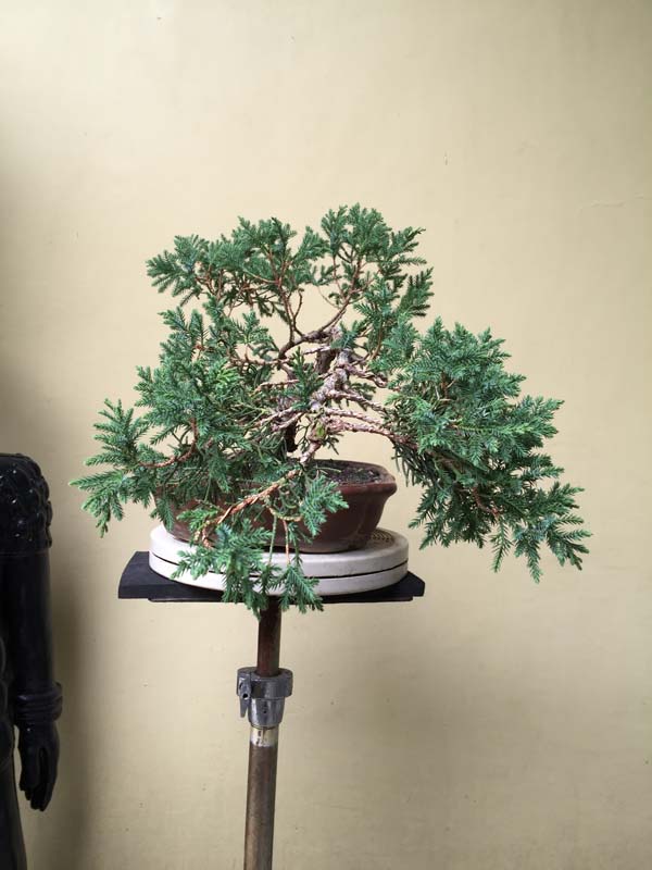 Juniperus Chinensis split Shari in progress Img_0053