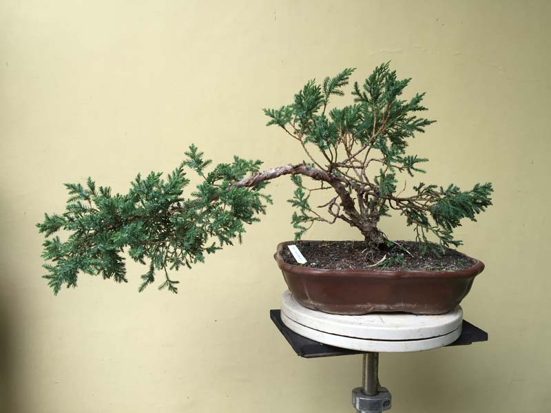 Juniperus Chinensis split Shari in progress Img_0054