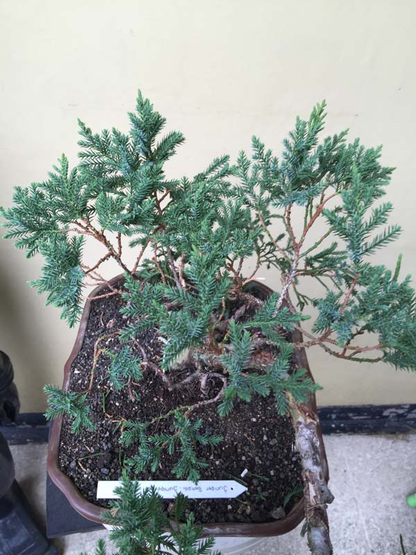 Juniperus Chinensis split Shari in progress Img_0055