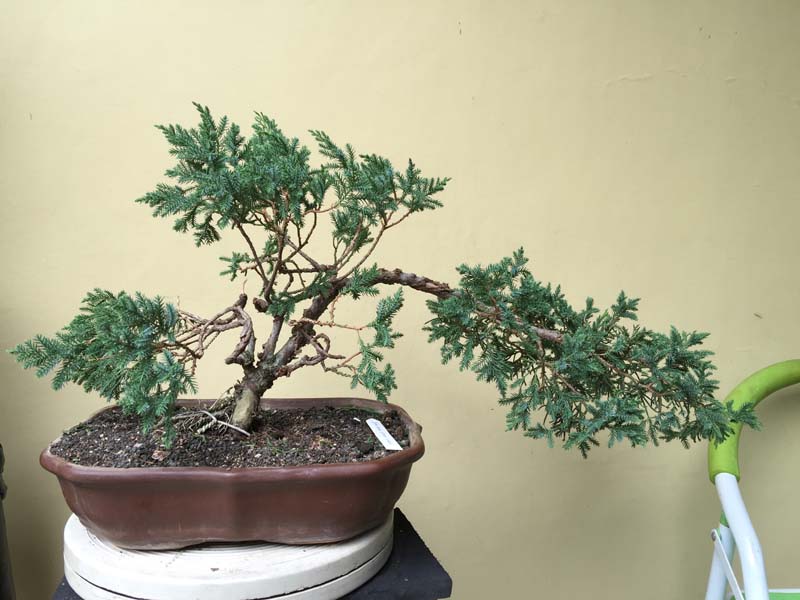 Juniperus Chinensis split Shari in progress Img_0058