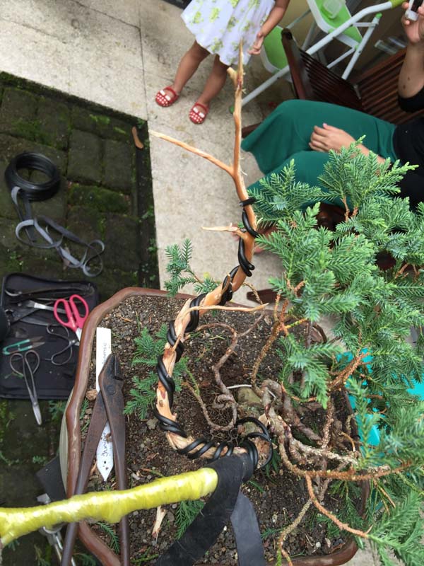 Juniperus Chinensis split Shari in progress Img_0060