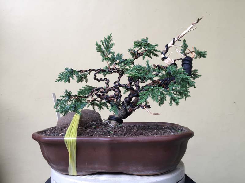 Juniperus Chinensis split Shari in progress Img_0061