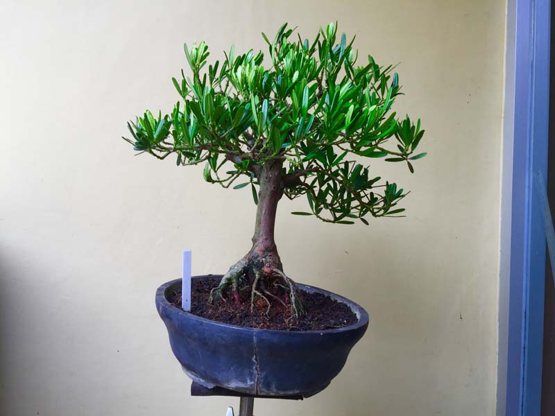 Podocarpus macrophyllus Buddist pine side dwelling Img_0435