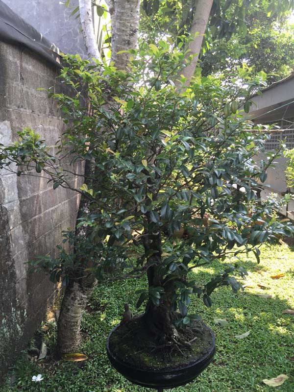Syzygium cumini,  Duwet tree in progress Img_6110