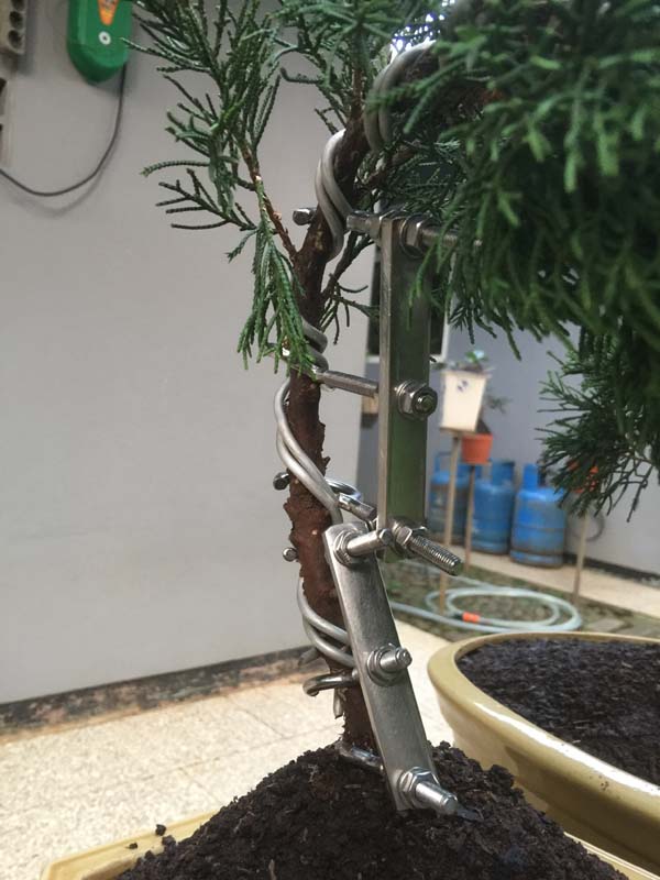 Juniperus Chinensis split Shari in progress Img_6317