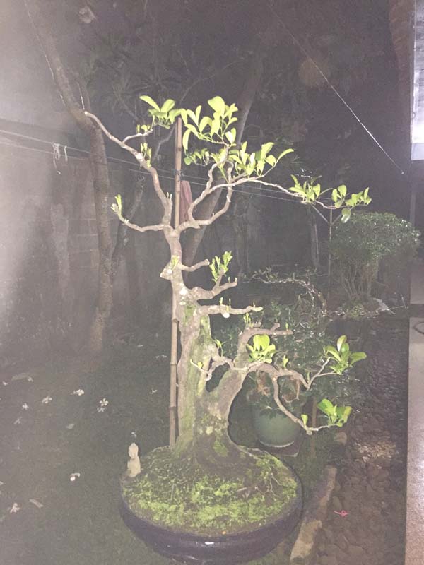 Syzygium cumini,  Duwet tree in progress Img_6719