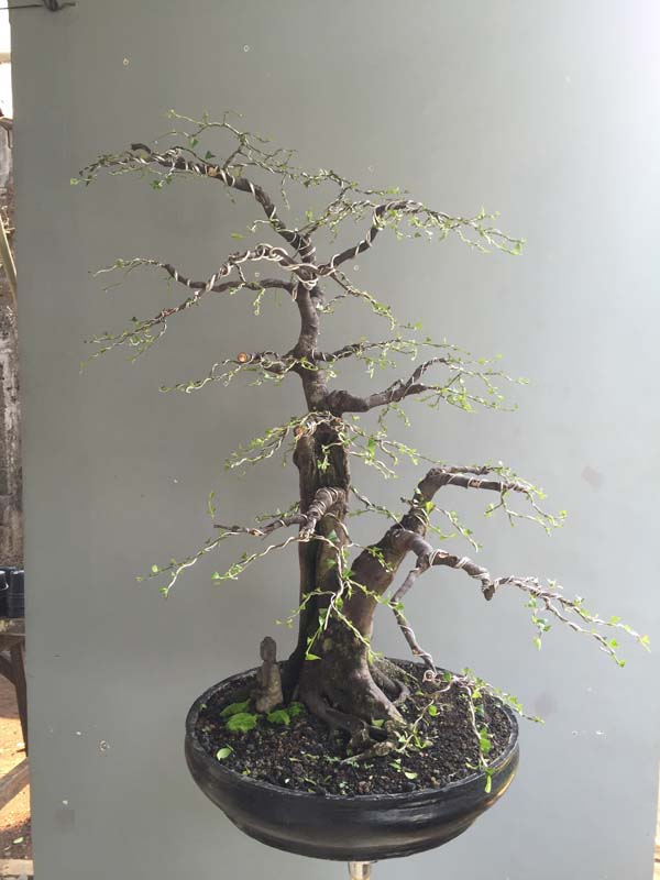Syzygium cumini,  Duwet tree in progress Img_7510