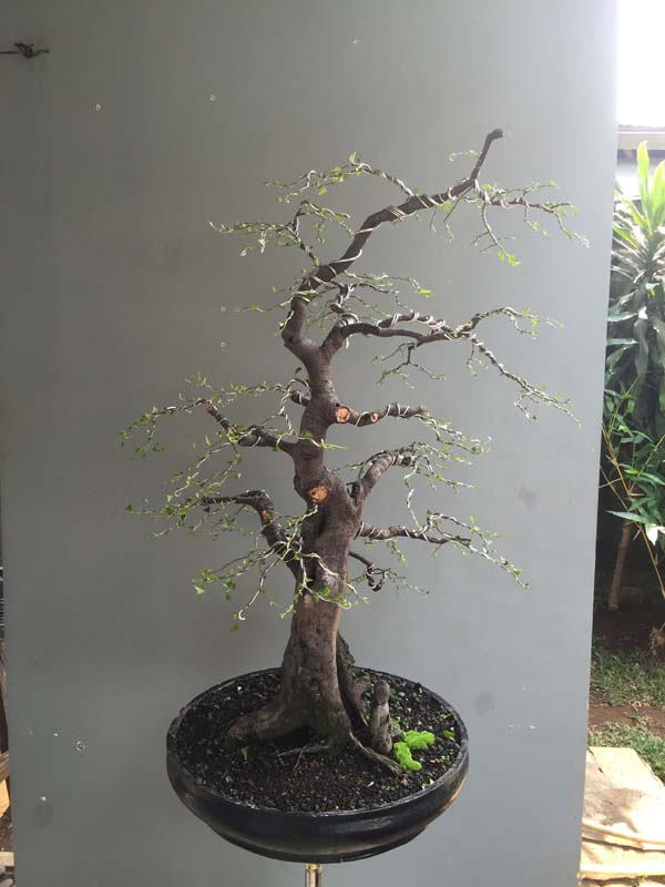 Syzygium cumini,  Duwet tree in progress Img_7511