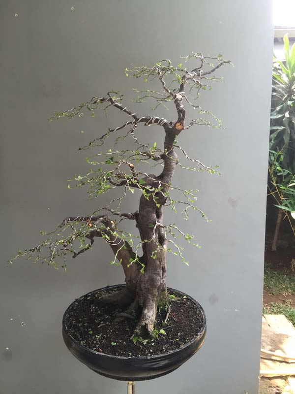 Syzygium cumini,  Duwet tree in progress Img_7512