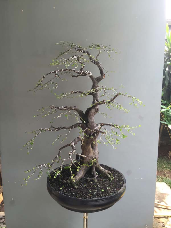 Syzygium cumini,  Duwet tree in progress Img_7513