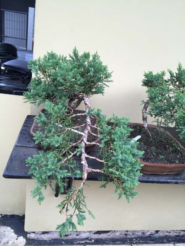 Juniperus Chinensis split Shari in progress Img_9318