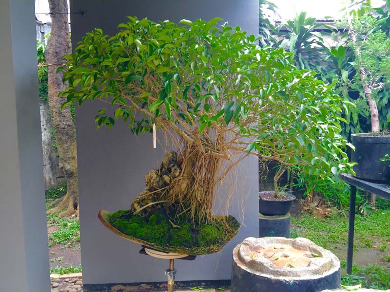 26 year old Ficus Benjamin Terras Kota slab Img_9610