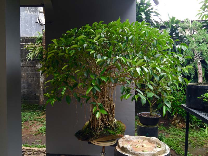 26 year old Ficus Benjamin Terras Kota slab Img_9617