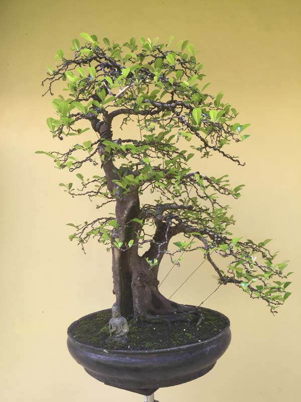 Syzygium cumini,  Duwet tree in progress Img_9755