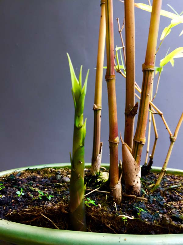 Green Stripe Bamboo in progress Img_9958