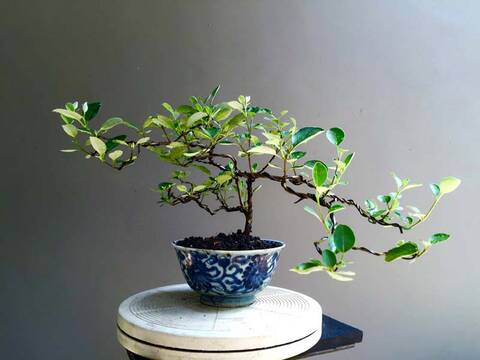 Annona squamosa series in Ming Dynasty pots