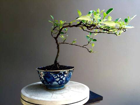 Annona squamosa series in Ming Dynasty pots