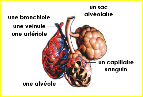 Le fonctionnement du corps humain Bronch10