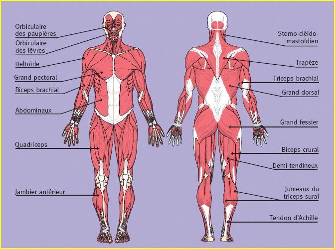 Le fonctionnement du corps humain; suite Muscle11