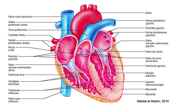 Cardiopathie congénital 583px-11