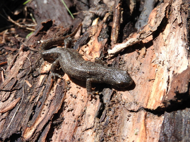 herping haute savoie. Dscn4128