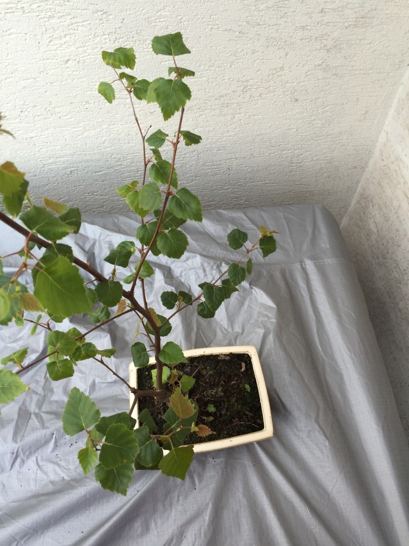 Birch from seed Bayyza10
