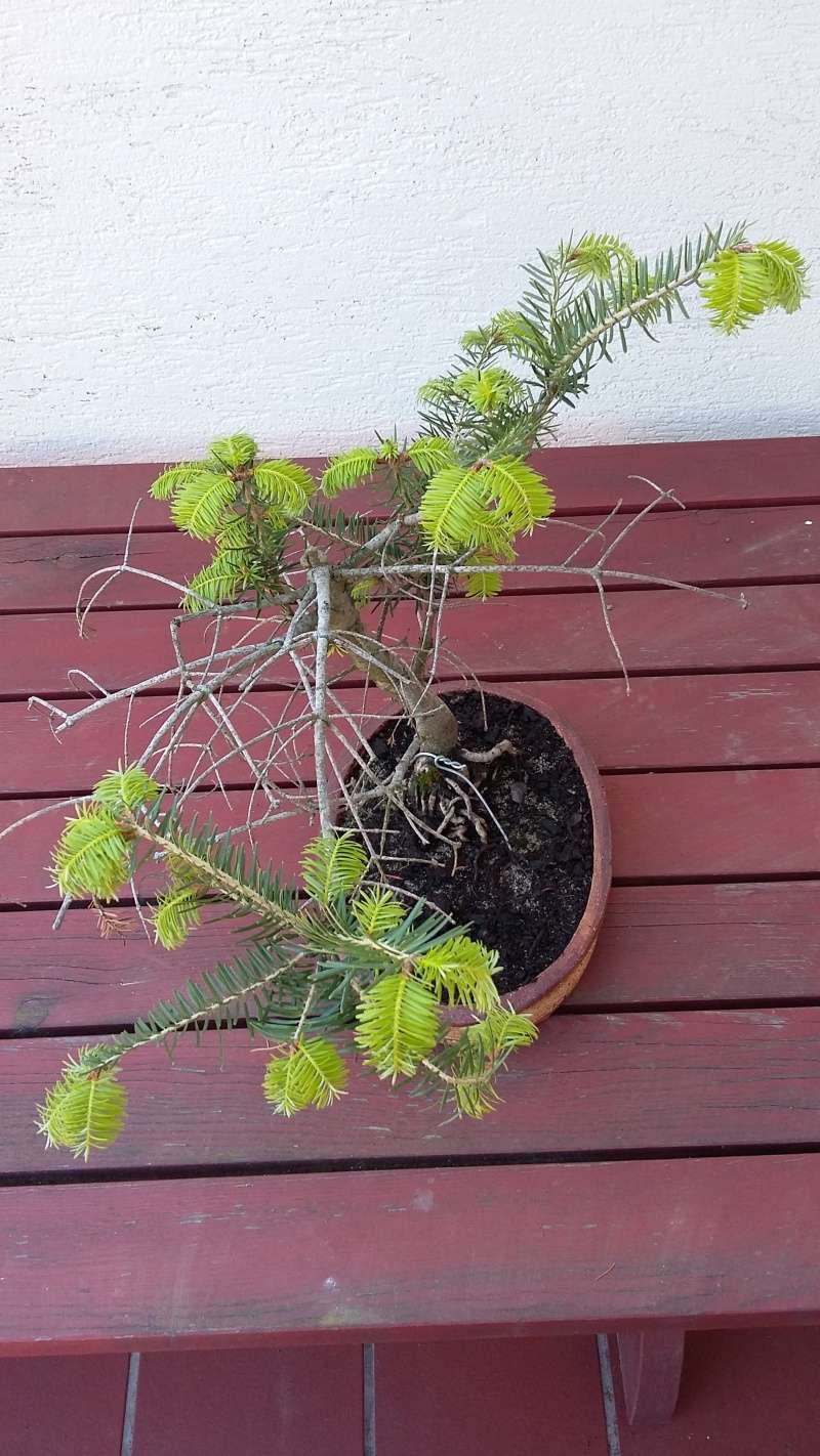 Fir bonsai Jedle_11