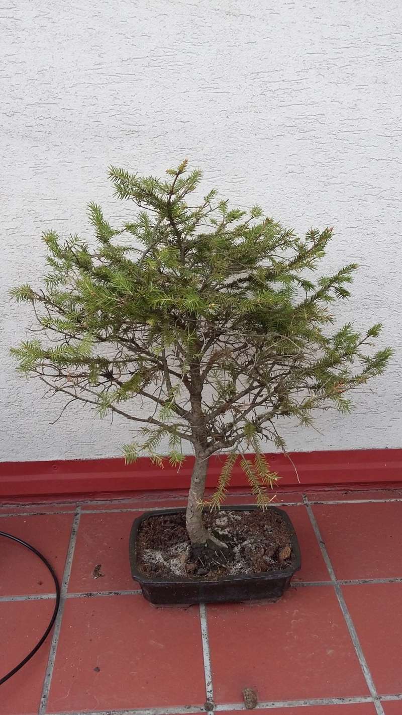 Spruce pruning Spruce11