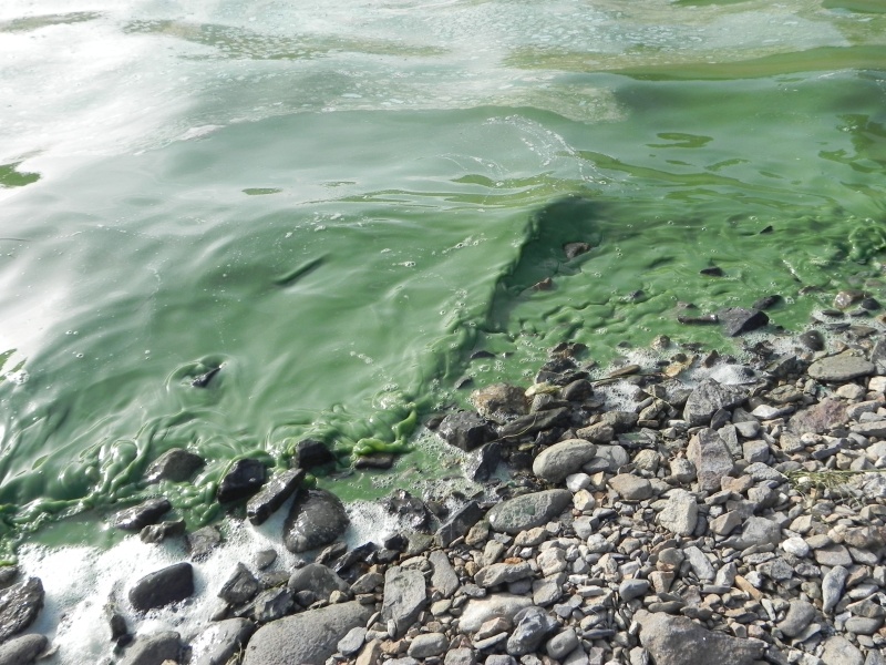 Pétition dépollution du lac de PUYVALADOR Pollut11