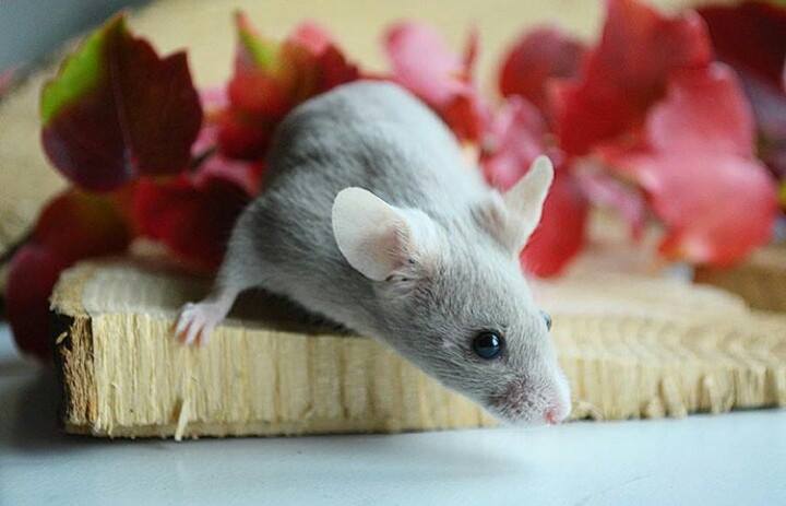 Hello from a mouse lover :) 13162410
