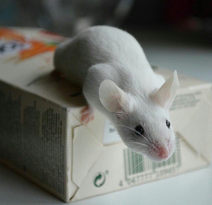 Hello from a mouse lover :) 13219910