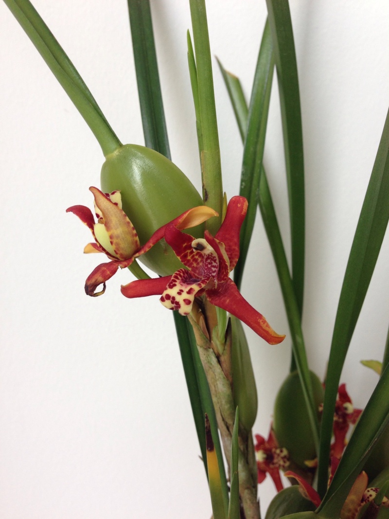 [résolu]Belle orchidée odorante : Maxillariella tenuifolia Image11