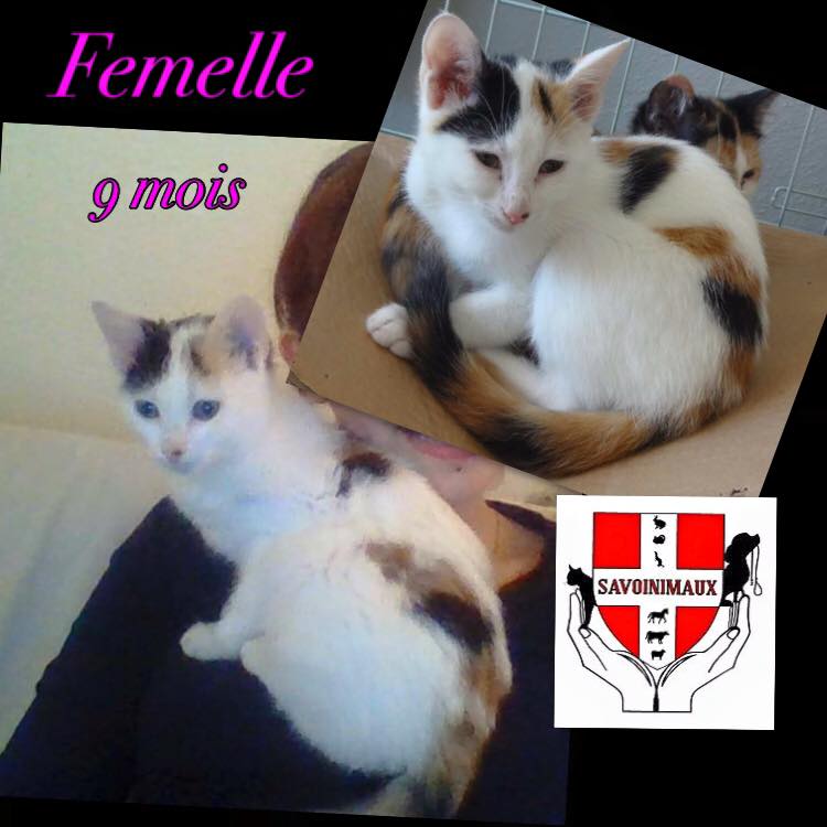 Petite femelle tricolore de 9 mois Fem_tr11