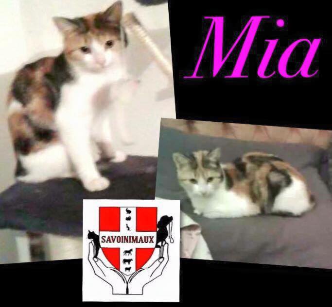 MIA, chatte née en novembre 2014 Mia10