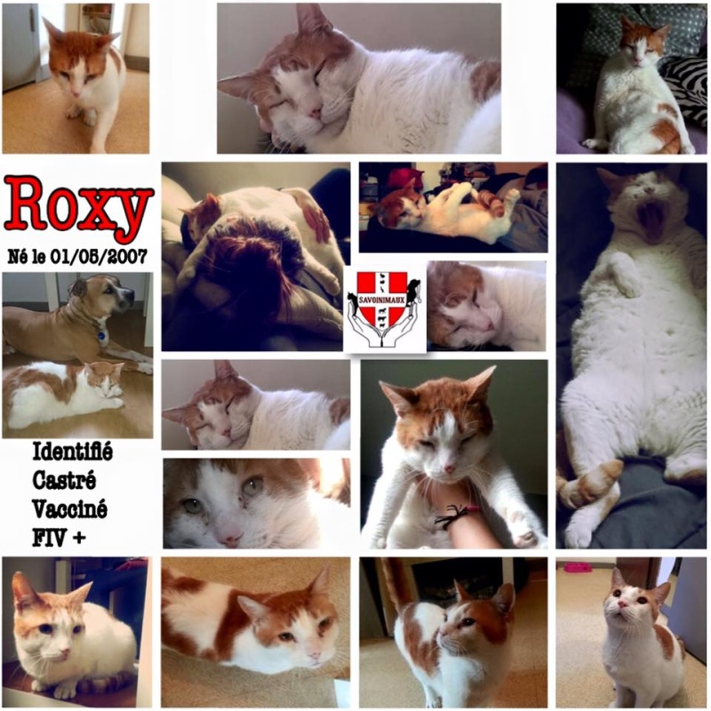 ROXY, chat mâle né le 01/05/2007 Roxy10