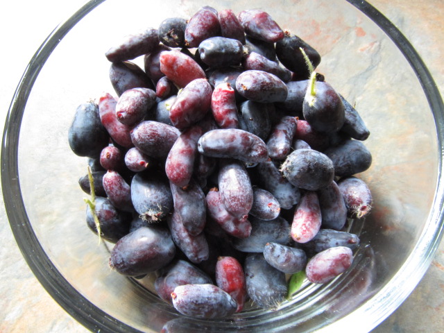 Camerisier ( Borealis Haskap ) petits fruits très tentants Cameri10