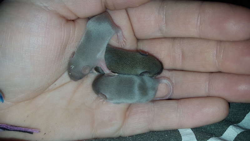 Pup pictures! Mouse10