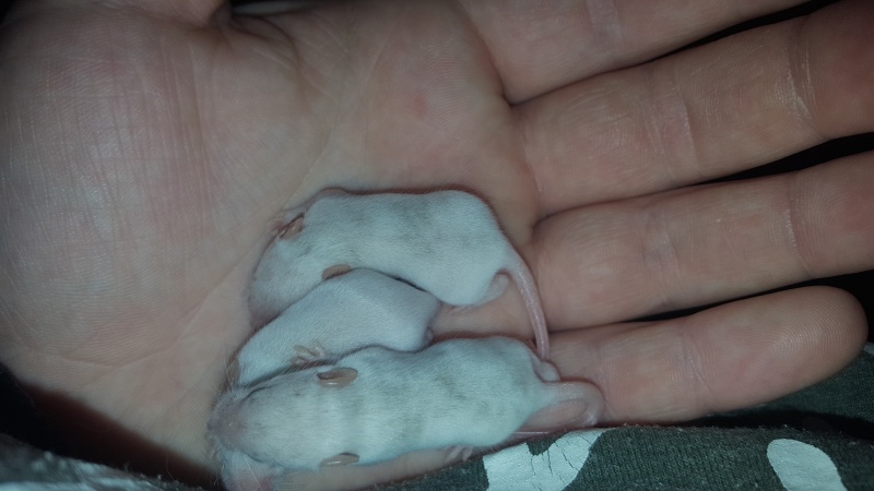 Hairless mouse? Runt..? Sibs10