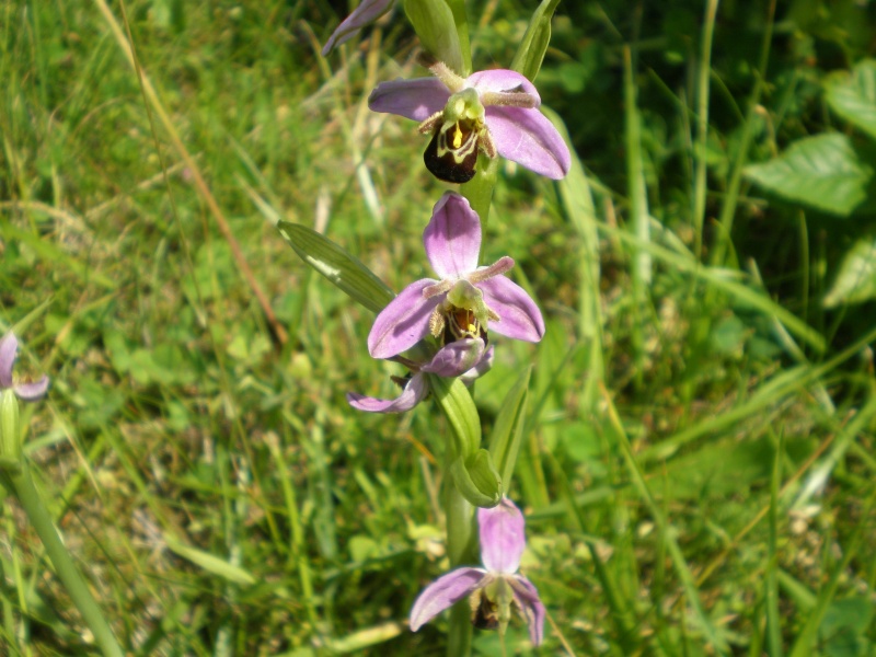 orchidée sauvage P1010412