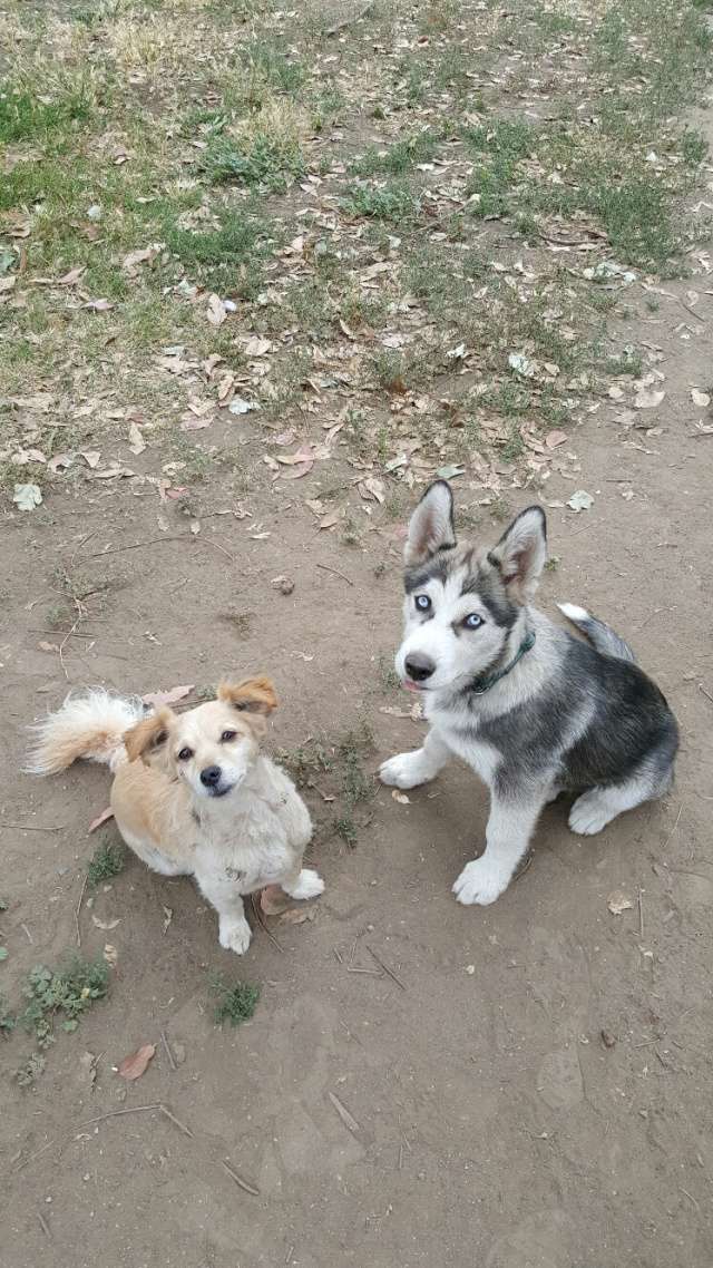 1st Time Husky Owner 20160512