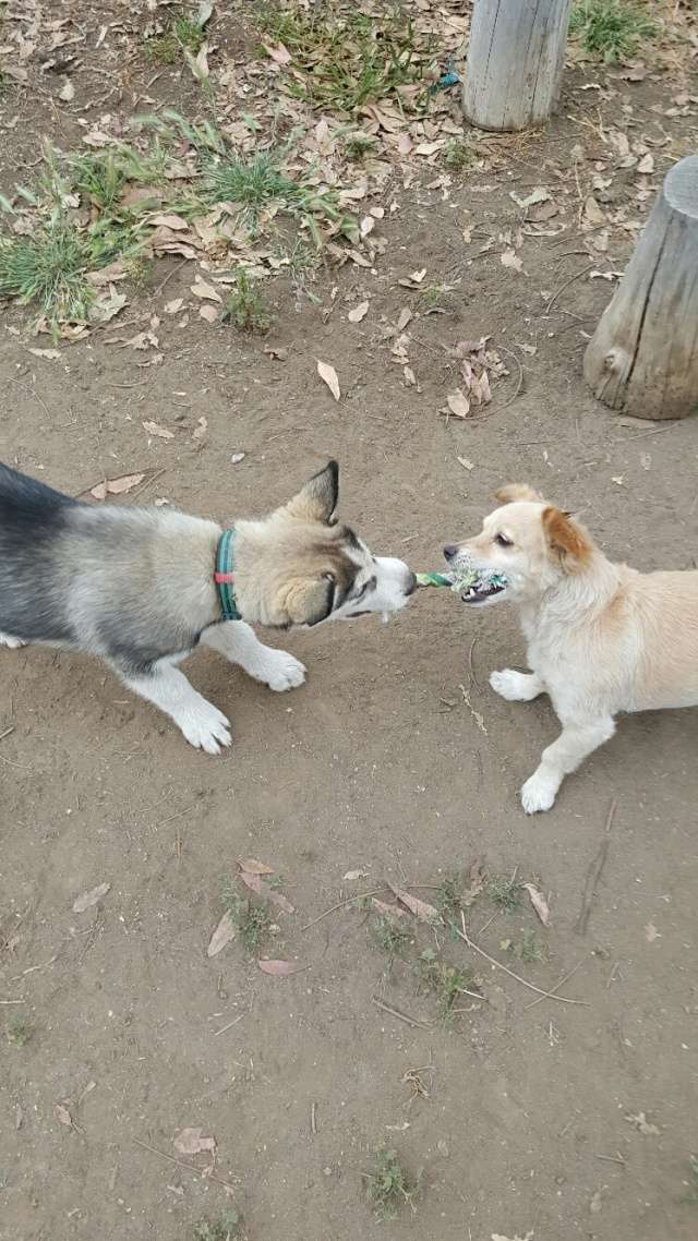 1st Time Husky Owner 20160514