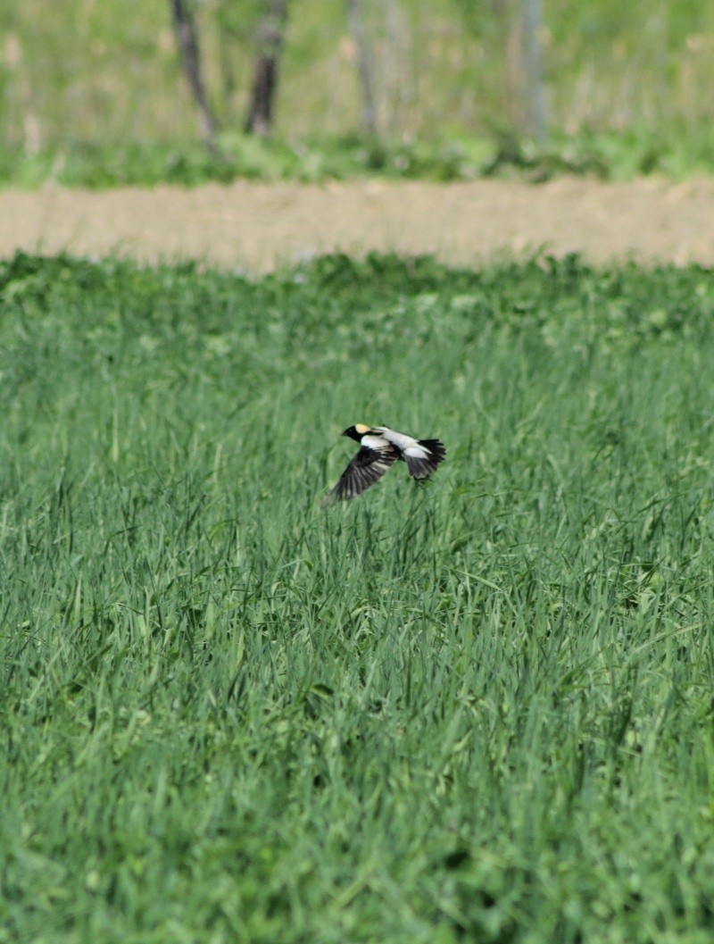 Goglu des prés  Img_0213