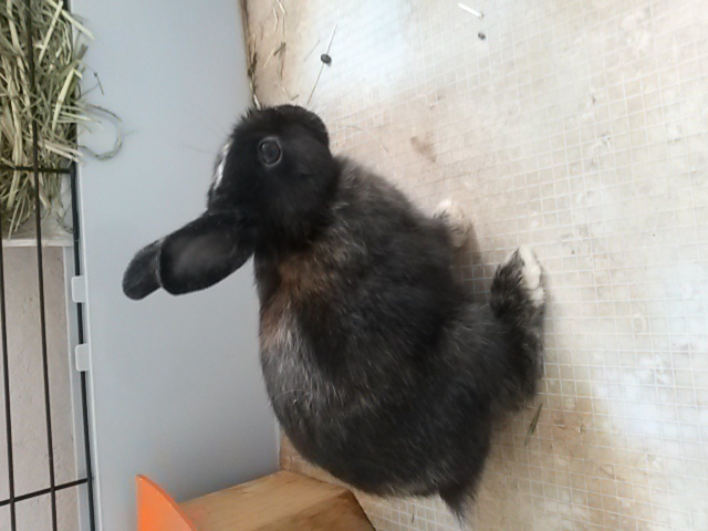 URGENT : lapin malade 20160511