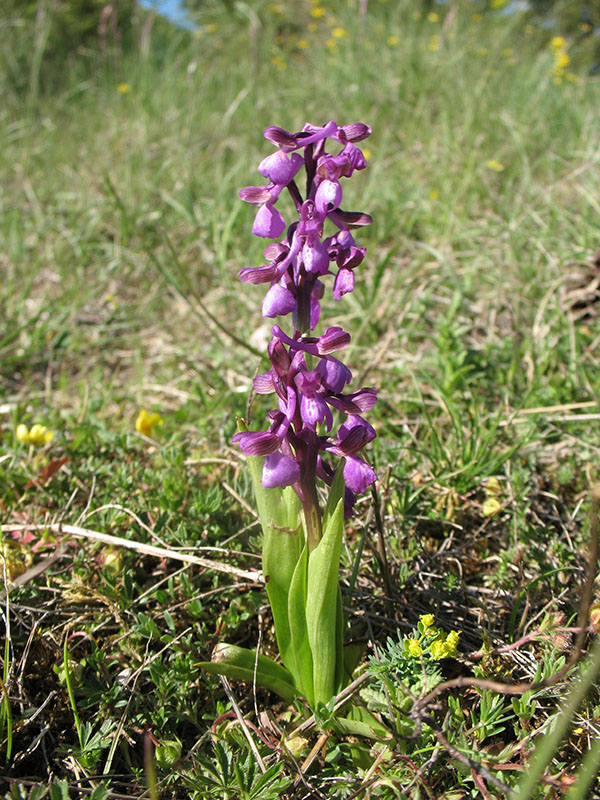 Fleurs de nos garrigues 110