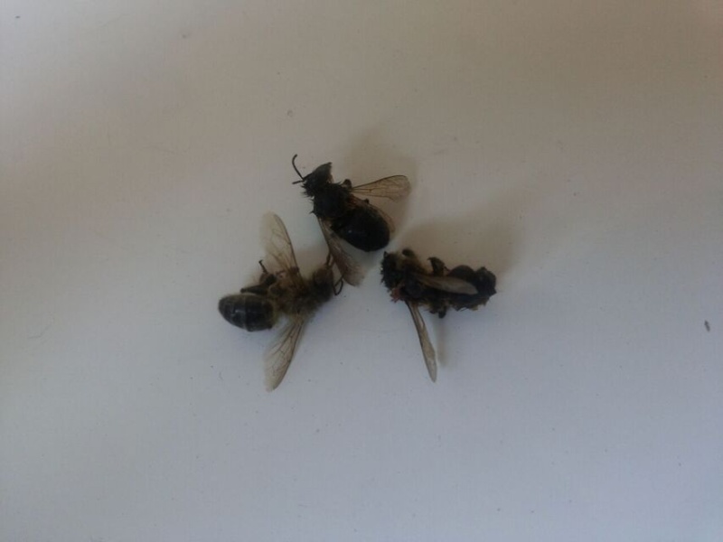 Essaim d'abeilles sur mon chevet 960x6415