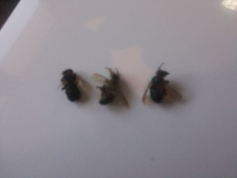 Essaim d'abeilles sur mon chevet 960x6416